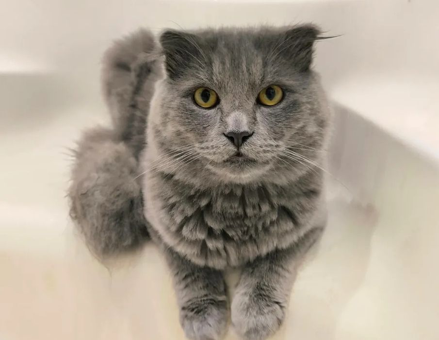 Принц шукає принцесу