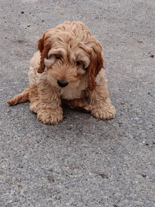Cockapoo szczeniak