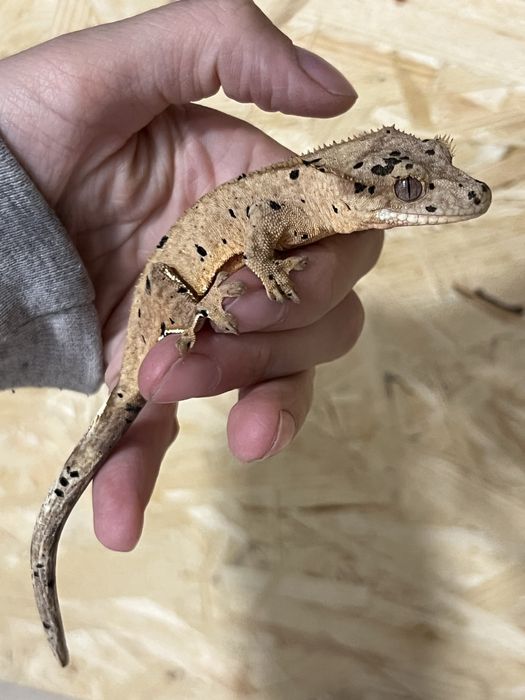 Gekon orzęsiony gekony orzęsione