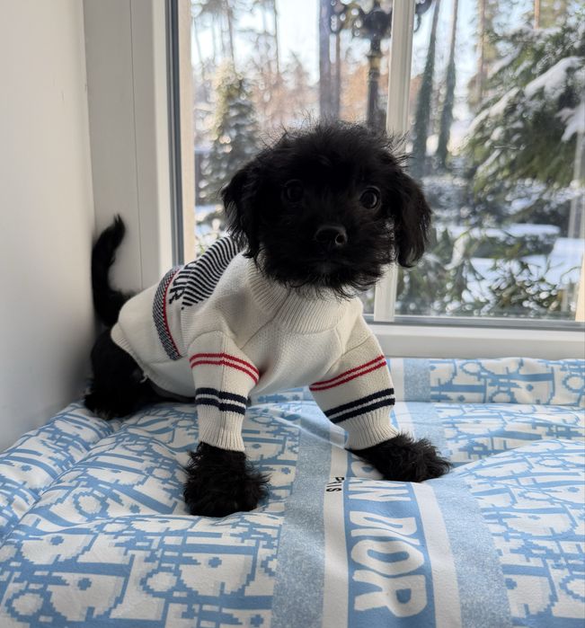 Мальтипу F1 -Слишком хорош чтобы долго ждать