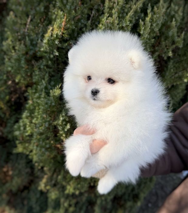 Szpic miniaturowy Pomeranian Zkwp FCI Miś