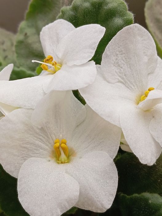 Фіалки кімнатні різні