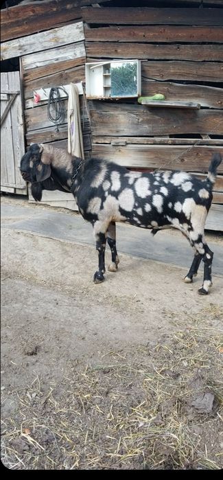 Продам  англо-нубійський цап
