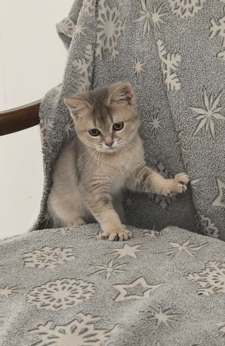 Скотіш страйт,золота шиншила. Красуня в гарному,рідкісному окрасі
