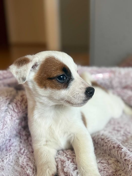 Jack Russell Terrier # B I A N K A Smartie Jacks # pure breed FEMALE