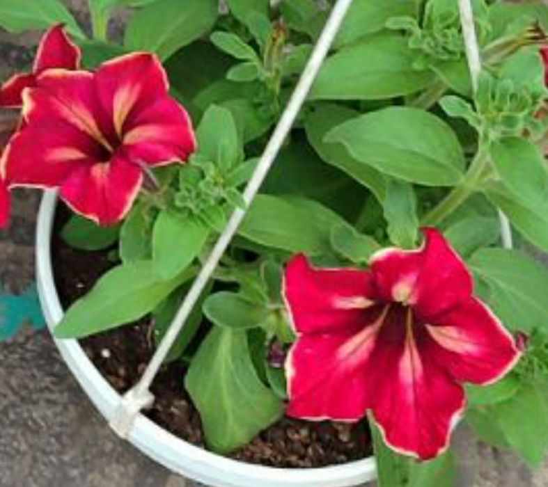 Продам цветы петуния