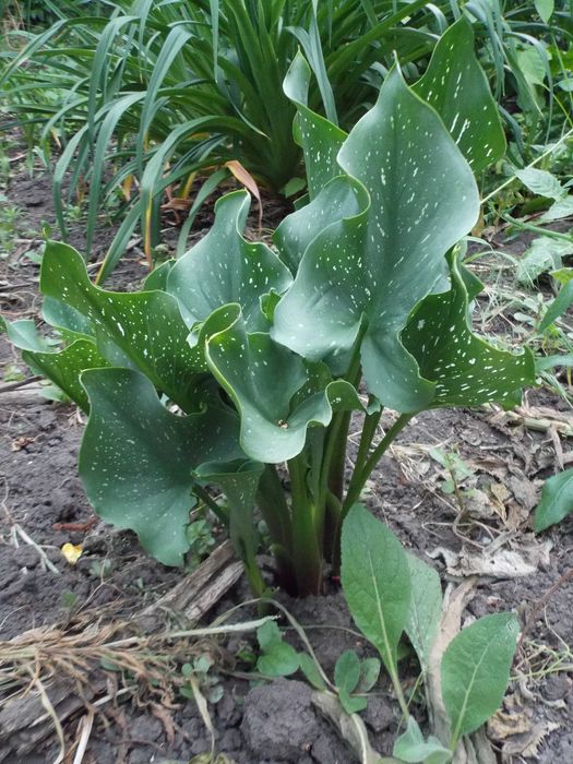 Калла  клубнева.