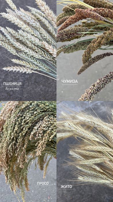 Дідухи. Набір для дідухів. Злаки та сухоцвіти для дідухів