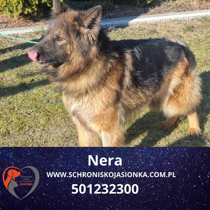 Nera do adopcji – Schronisko Jasionka