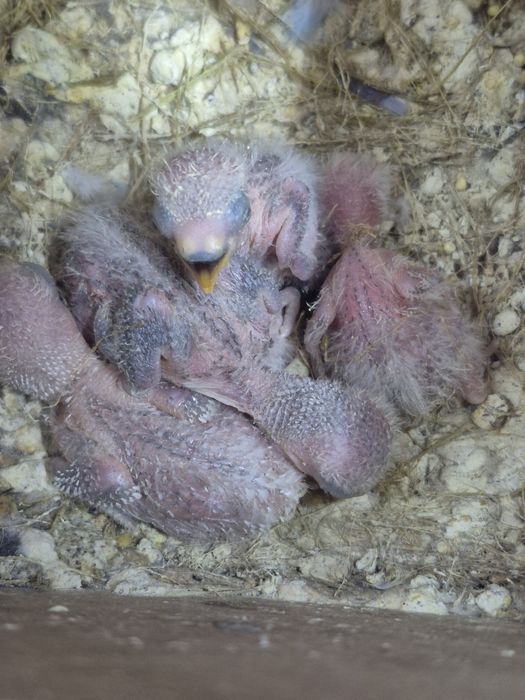 Agapornis rosicollis  bebés