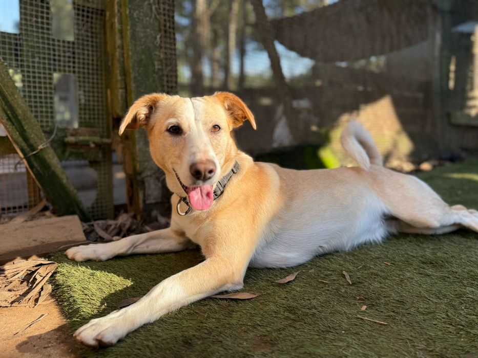 Frida, para adoção