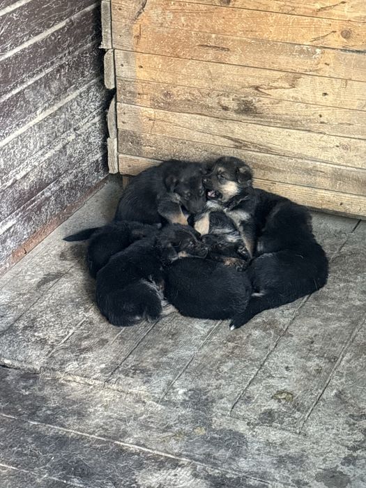 Цуценя німецької овчарки