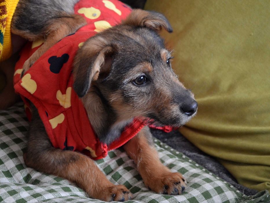 Цуценята в добрі руки