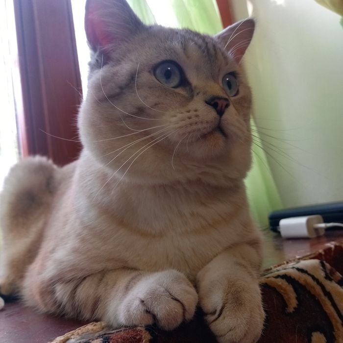 Шотланский прямоухий вязка(блю поинт)