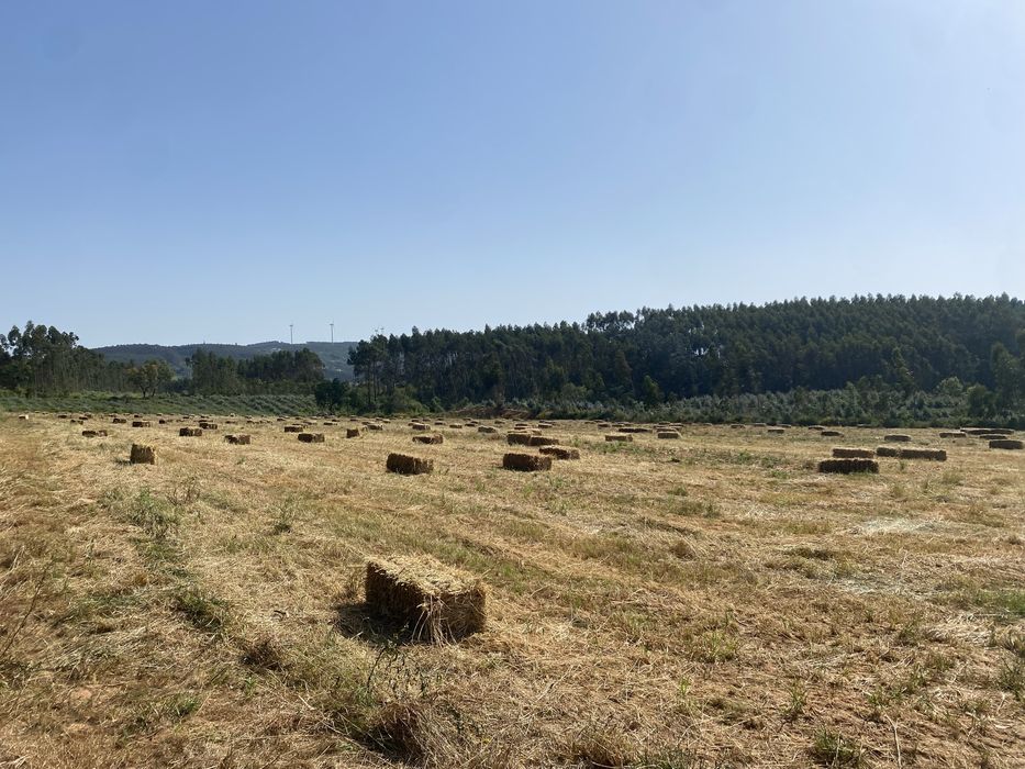 Fardos Feno Triticale Pequenos