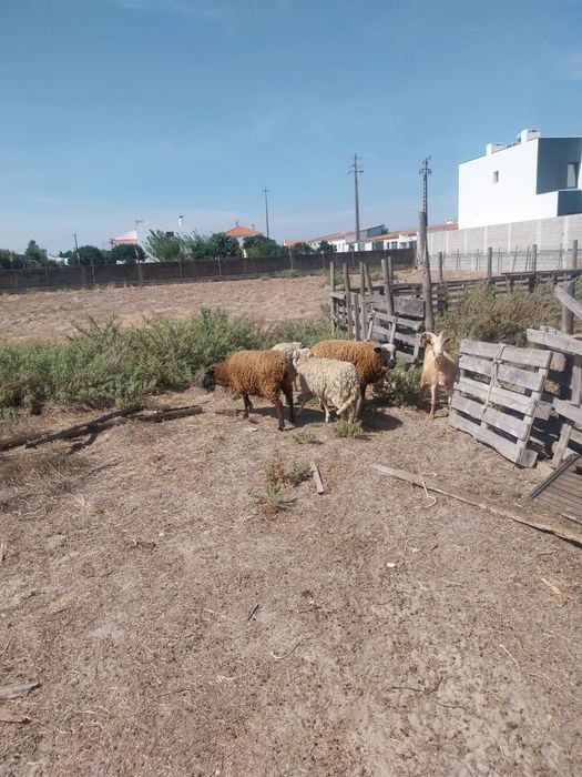 Ovelhas e carneiro e cabras