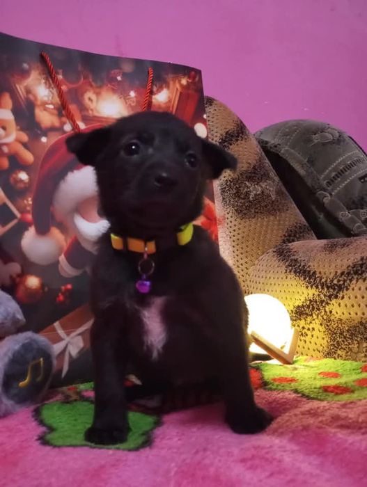 Шукають дім чарівні три дівчинки