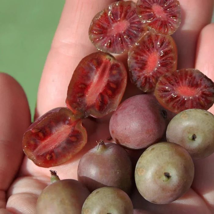 Plantas diversas de fruteiras