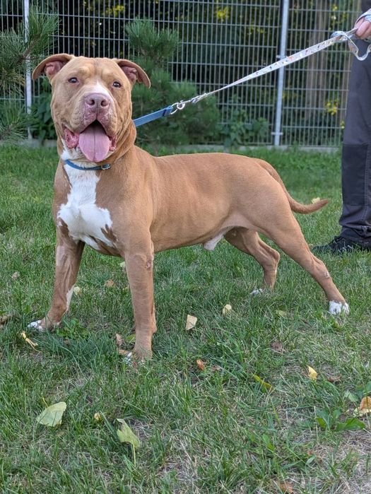 Amstaff szuka odpowiedzialnego domu