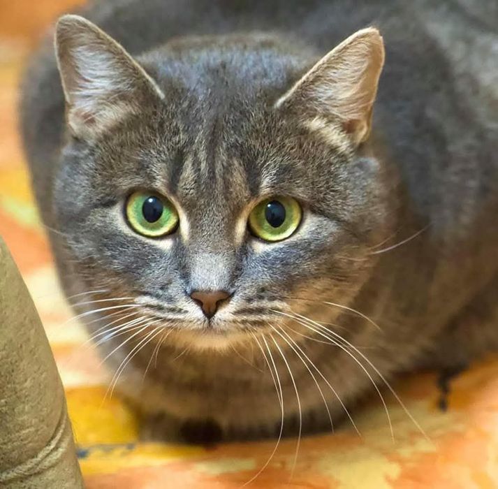 Отдам серую вискасную кошку, 5 лет, стерилизована