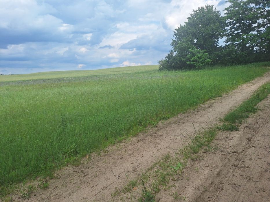 Działka budowlana blisko natury