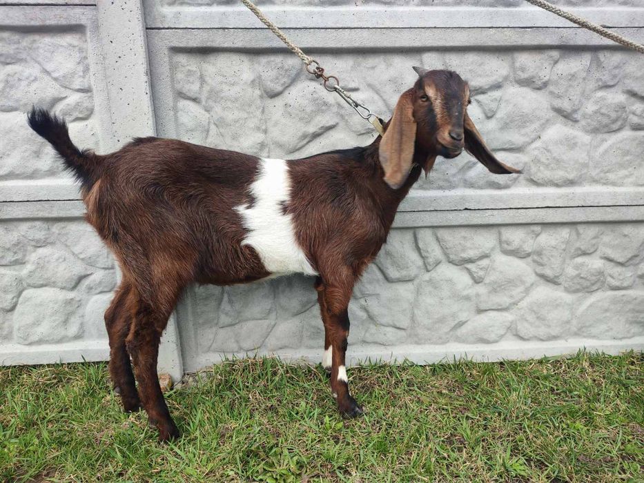Нубійська коза, молода, породиста коза