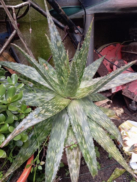 Suculenta Aloe Maculata