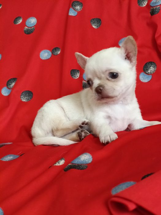 Ну дуже гарна дівчина