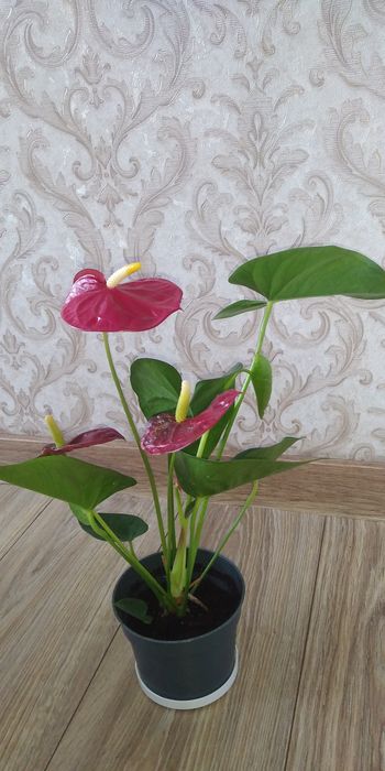 Червоний антуріум+інші 8 сортів