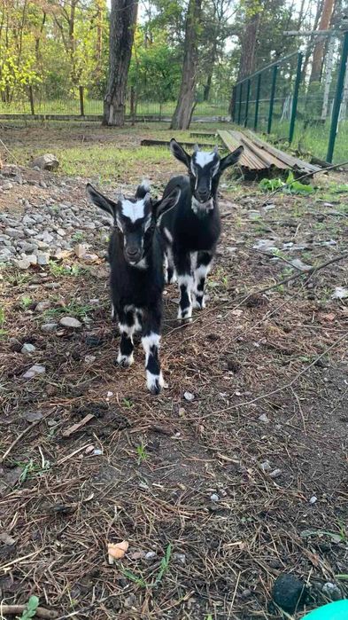 Козлики!Козлики!Козлики!