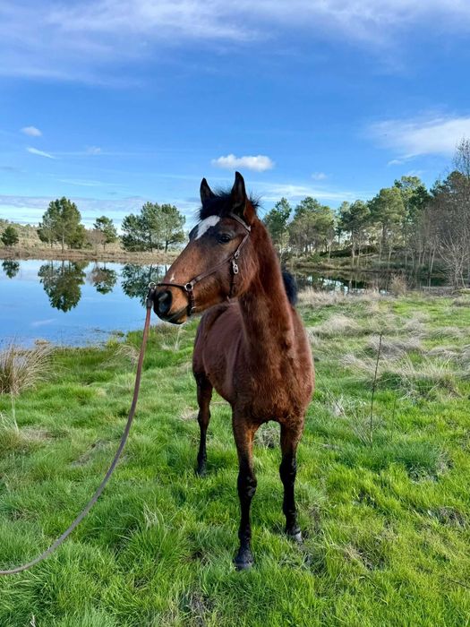 Poldro Livro Azul-Ussíles