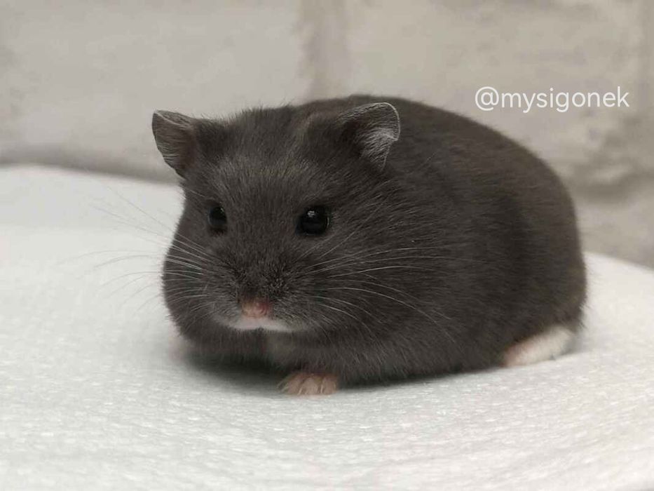 Chomiki Campbella z rodowodem