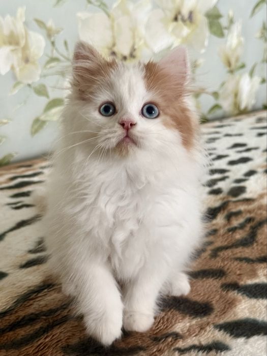Синьоокий  шотландський красень