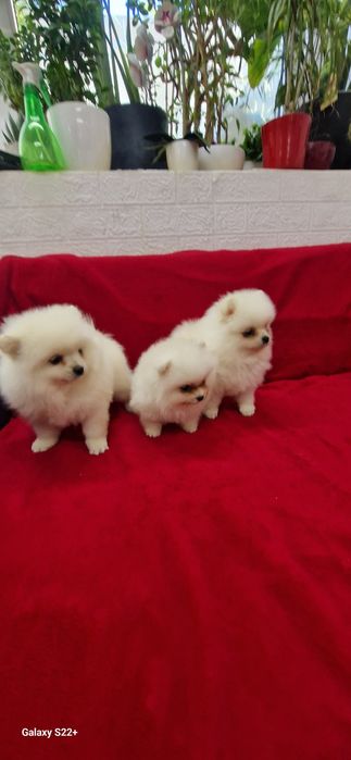 Szpic pomeranian biała sunia