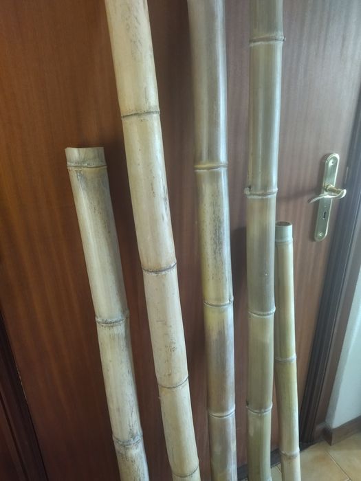 Bambu canas decorativas