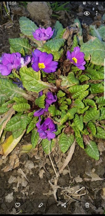 Pierwiosnek 5 dużych sadzonek