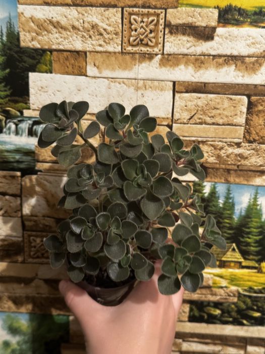 Продам аихризон