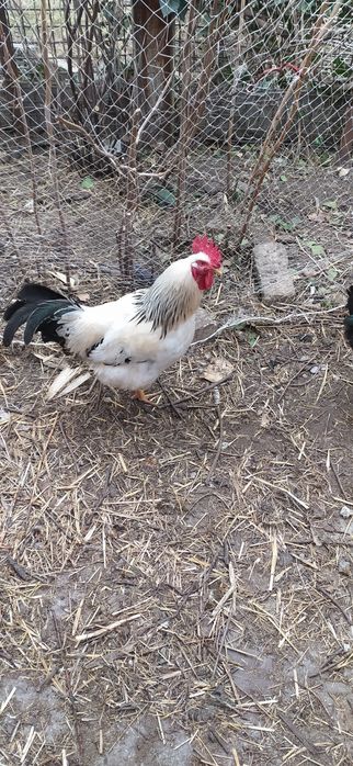 Петух на племя гриз сендри