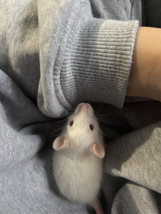 Криса, пацюк, крисята , сіамські пацючки