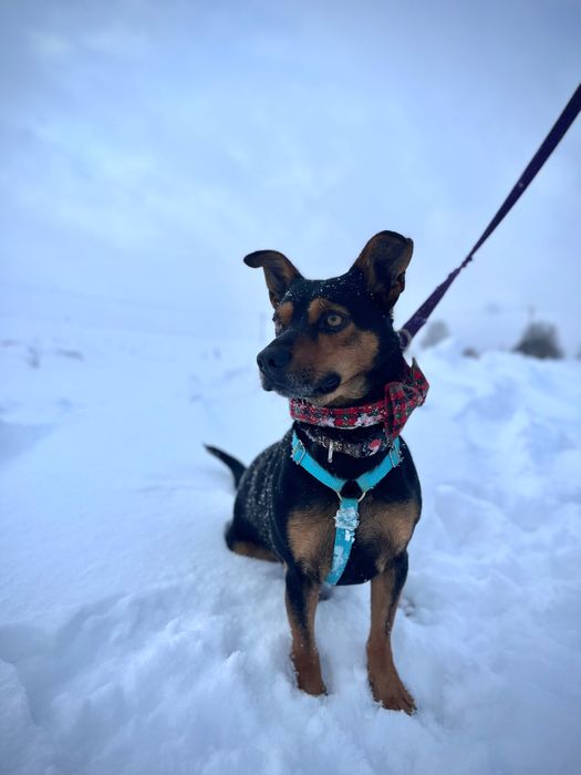 Mały Roki szuka domku!!