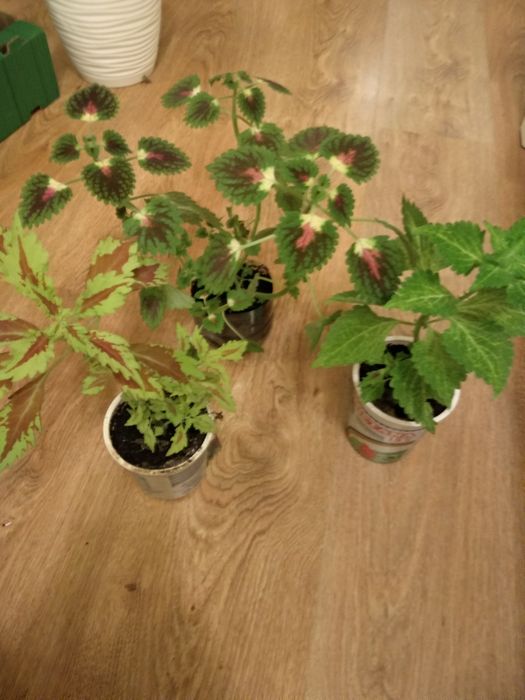 Trzy sadzonki pokrzywki