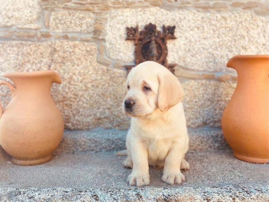 Labrador Retriever descendente de campeão
