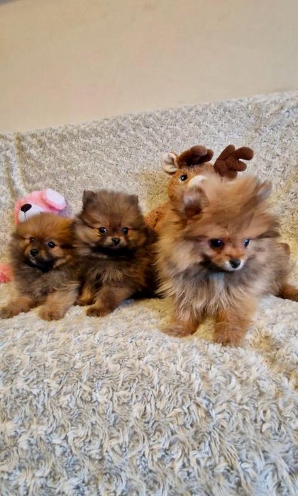 Szpic pomeranian chłopak rudy