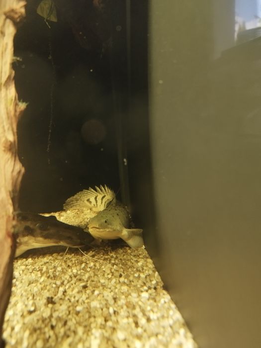 Polypterus delhezi