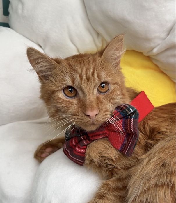 Рудий молодий кіт котик 7-8 місяців