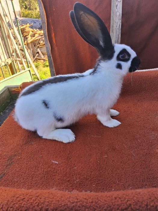 Німецький строкатий велетень,німецький строкач,кролі,кролики.