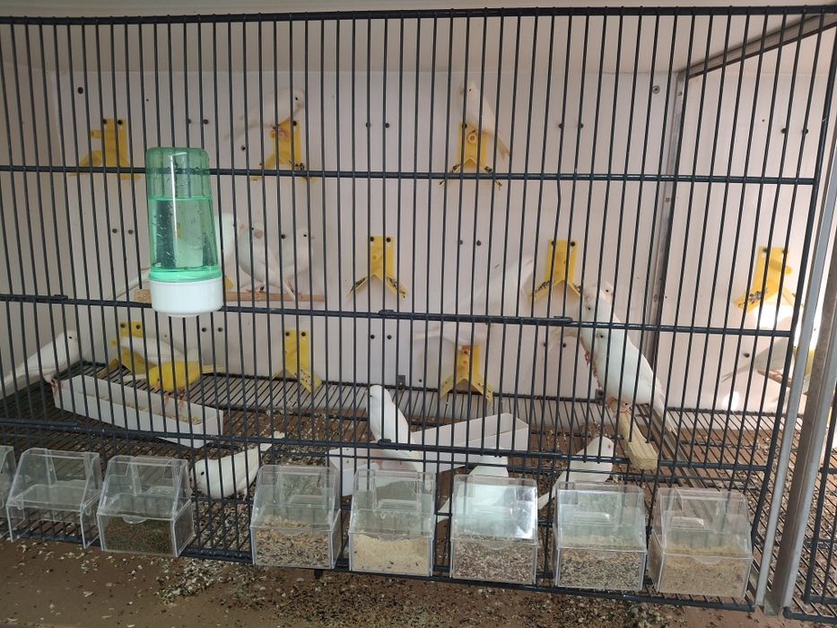 Canarios branco recessivo