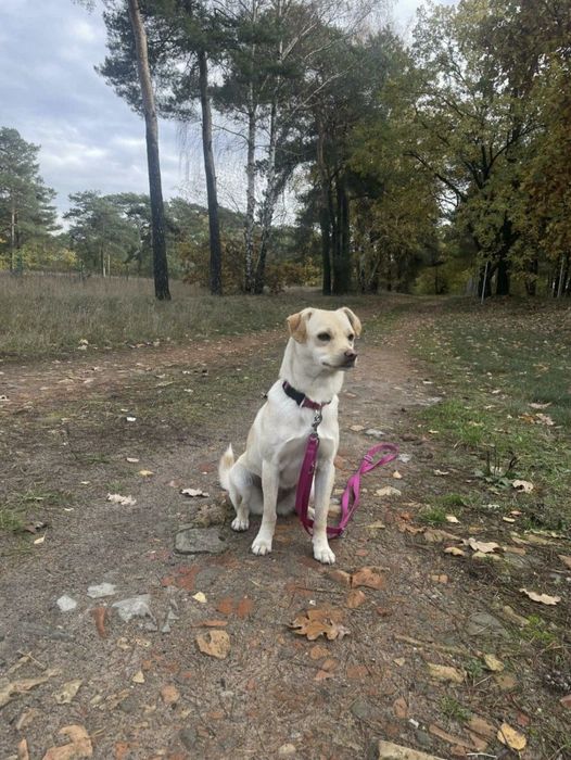 Oddam suczkę do nowego domu