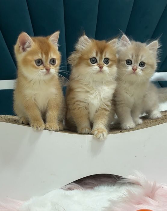 Чудові дітки золота шиншила