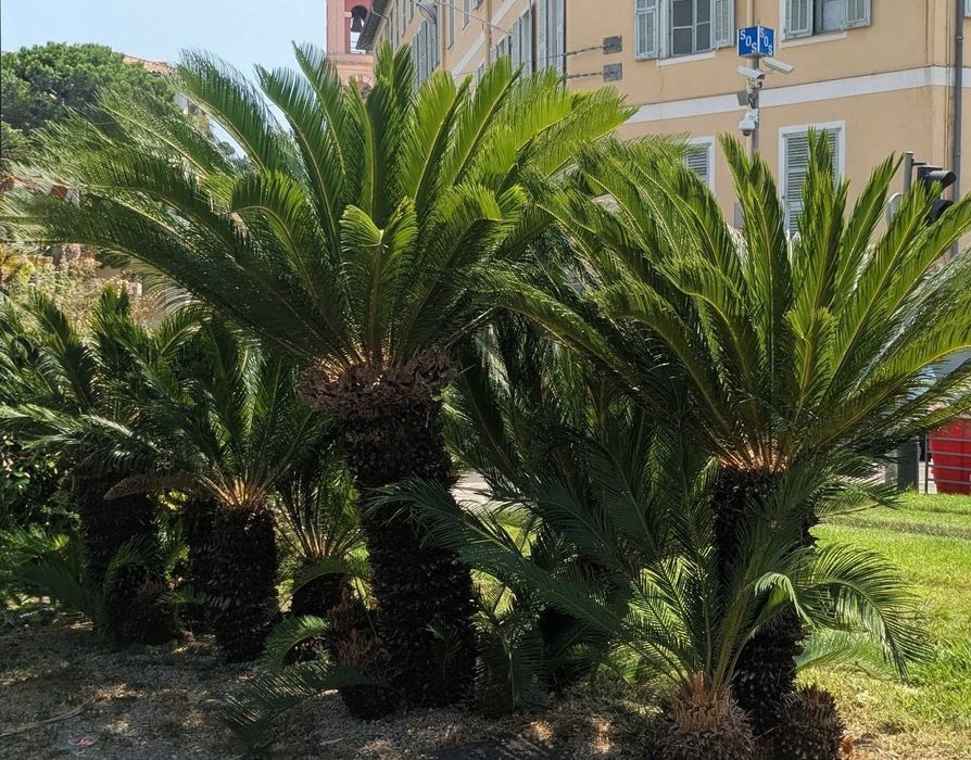 Cyca Revoluta ou palmeira sagu